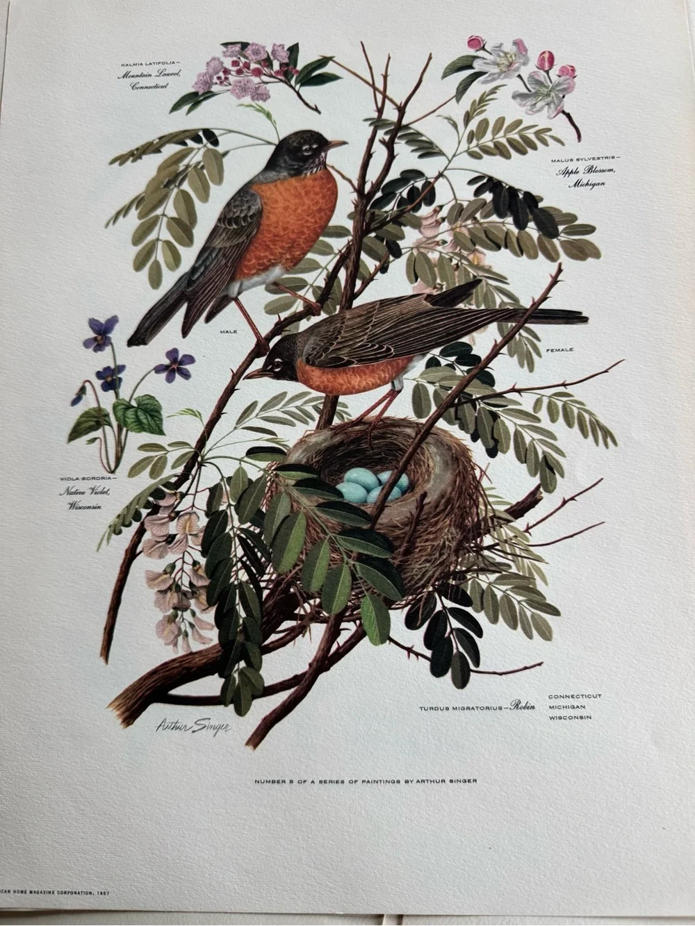 Botanical Art Prints Featuring 10 prints - Picture 7 of 12